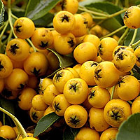 Pyracantha coccinea - 'Jaune' (Firethorn)