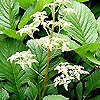 Rodgersia aesculifolia