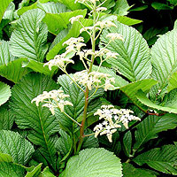 Rodgersia aesculifolia