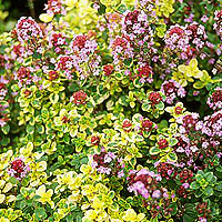 Thymus - 'Doone Valley' (Thyme)