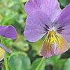 Viola - Ardross Gem - Violet