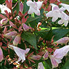 Abelia X grandiflora - Abelia
