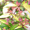 Abelia grandiflora - Goldsport - Abelia