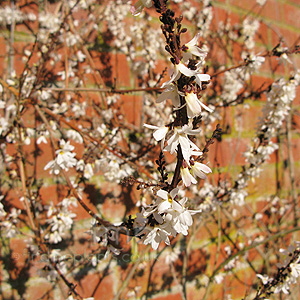 Abeliophyllum distichum