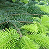 Abies nordmanniana - Caucasian Fur