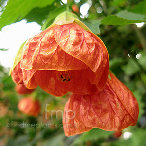Abutilon - 'Pictum' (Abutilon, Flowering Maple)