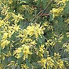 Acacia dealbata - Mimosa