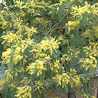 Acacia dealbata (Mimosa)