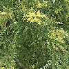 Acacia pravissima - ovens Wattle