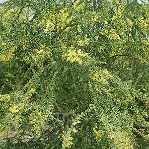 Acacia pravissima (Ovens Wattle)