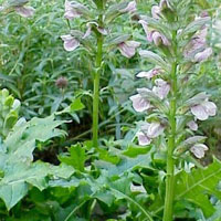 Acanthus hungaricus (Bear's Britches)