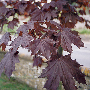 Acer platanoides - 'Crimson King' (Purple Norway Maple)