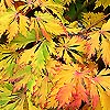 Acer Japonicum - Aconitifolium - Japanese Maple