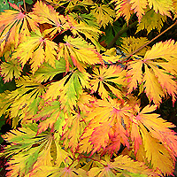 Acer Japonicum - 'Aconitifolium' (Japanese Maple)