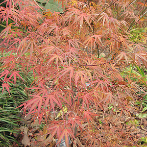 Acer palmatum - 'Aka-Shigosan'