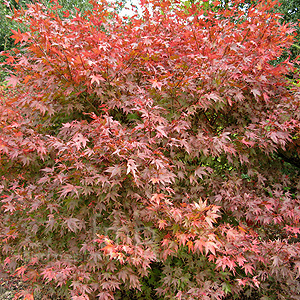 Acer palmatum - 'Ashurst Wood'