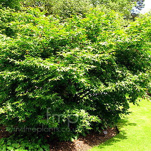 Acer palmatum - 'Bloodgood' (Japanese Maple)