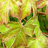 Acer Campestre - Field maple