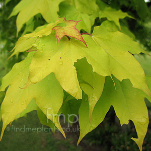 Acer cappadocicum - 'Aureum'