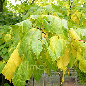 Acer x conspicuum - 'Silver Vein'