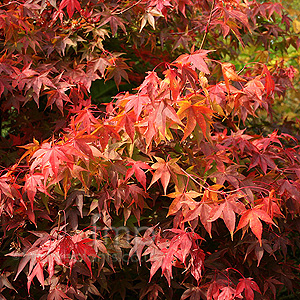 Acer palmatum - 'Coreanum'