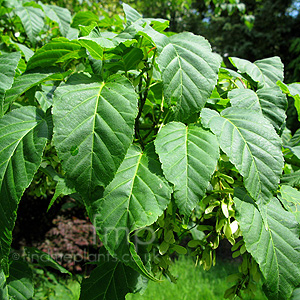 Acer davidii - 'Ernest Wilson'