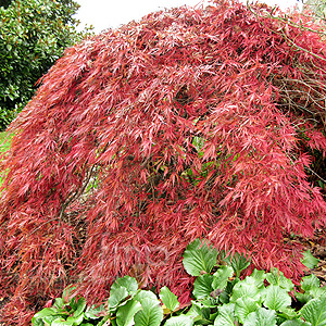 Acer palmatum - 'Dissectum inabashidare'