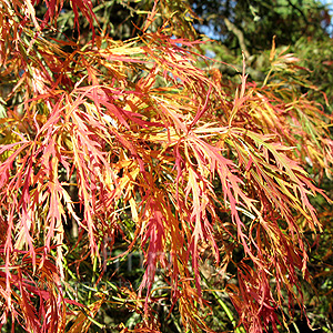Acer palmatum - 'Dissectum Atropurpureum'' (Japanese Maple)