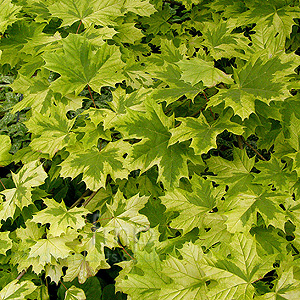 Acer  platanoides  - 'Drummondii'