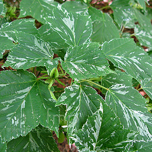 Acer  rufinerve - 'Hatsuyuki'