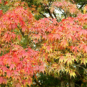 Acer palmatum - 'Heptalobum'