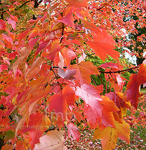 Acer palmatum - 'October Beauty'