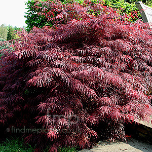 Acer  palmatum - Garneti