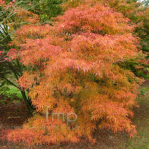 Acer palmatum - 'Kinshi'