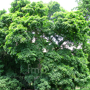 Acer  platanoides