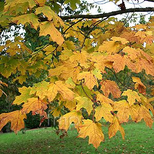 Acer saccharum (Sugar Maple)
