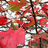 Click to view large image