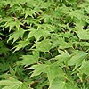 Acer palmatum - Septemlobum