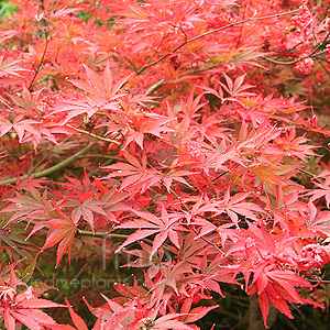 Acer  palmatum - 'Shojo-Shidare'
