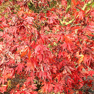 Acer palmatum - 'Takinogawa'