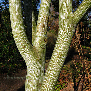 Acer tegmentosum