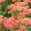 Achillea - Fanal