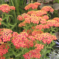 Achillea - 'Fanal'