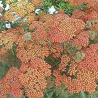 Achillea - 'Feurland' (Yarrow)