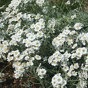 Achillea ageratifolia (Yarrow)