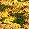 Achillea - Walther Funcke - Yarrow