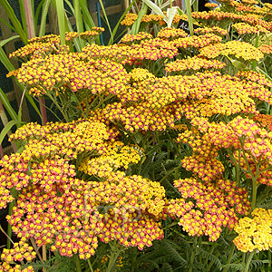 Achillea - 'Walther Funcke' (Yarrow)