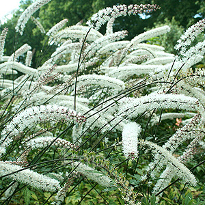 Actaea matsumurae - 'Elstead Variety' (Banebury)