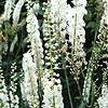 Actaea racemosa - Baneberry