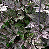 Actaea simplex - Brunette - Baneberry, Actaea
